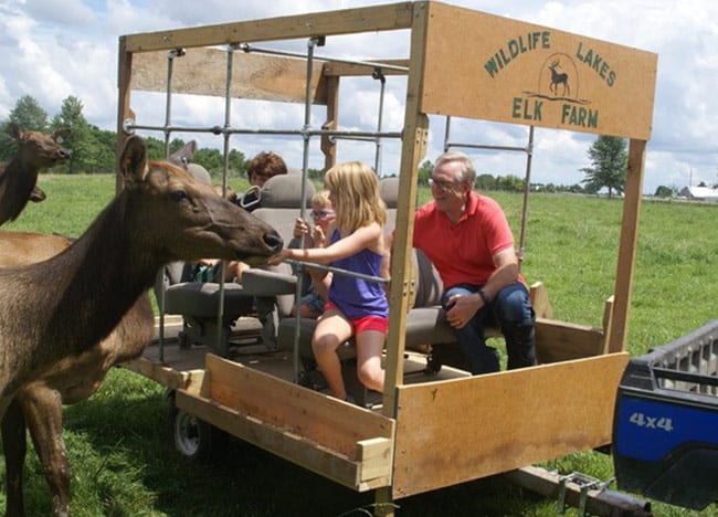 Children-feeding-elk-on-farm-tour