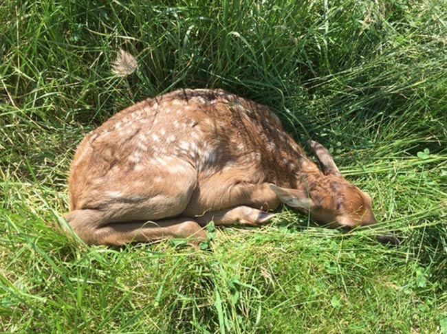 Elk-calf-at-3-days-of-age