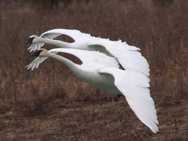 Swans-coming-in-for-landing-at-Wildlife-Lakes-Swan-lake